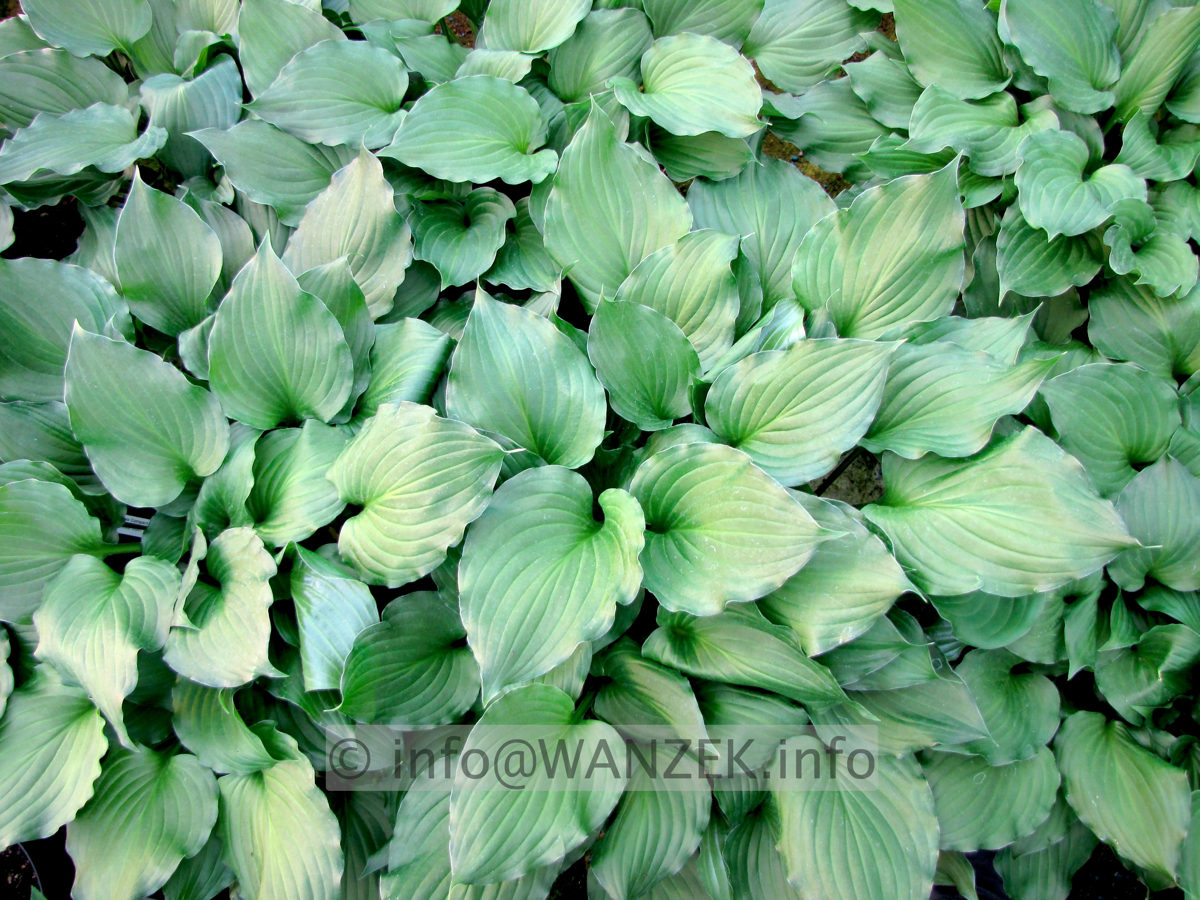 Hosta ventricosa Compacta 004.JPG